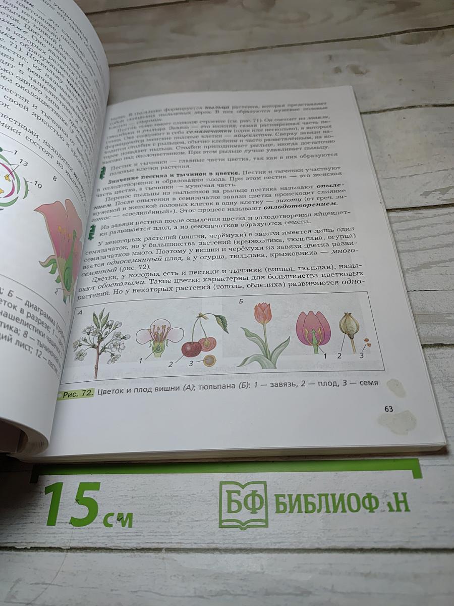 Биология 6 класс