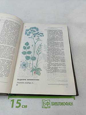 Дикорастущие съедобные растения в нашем питании