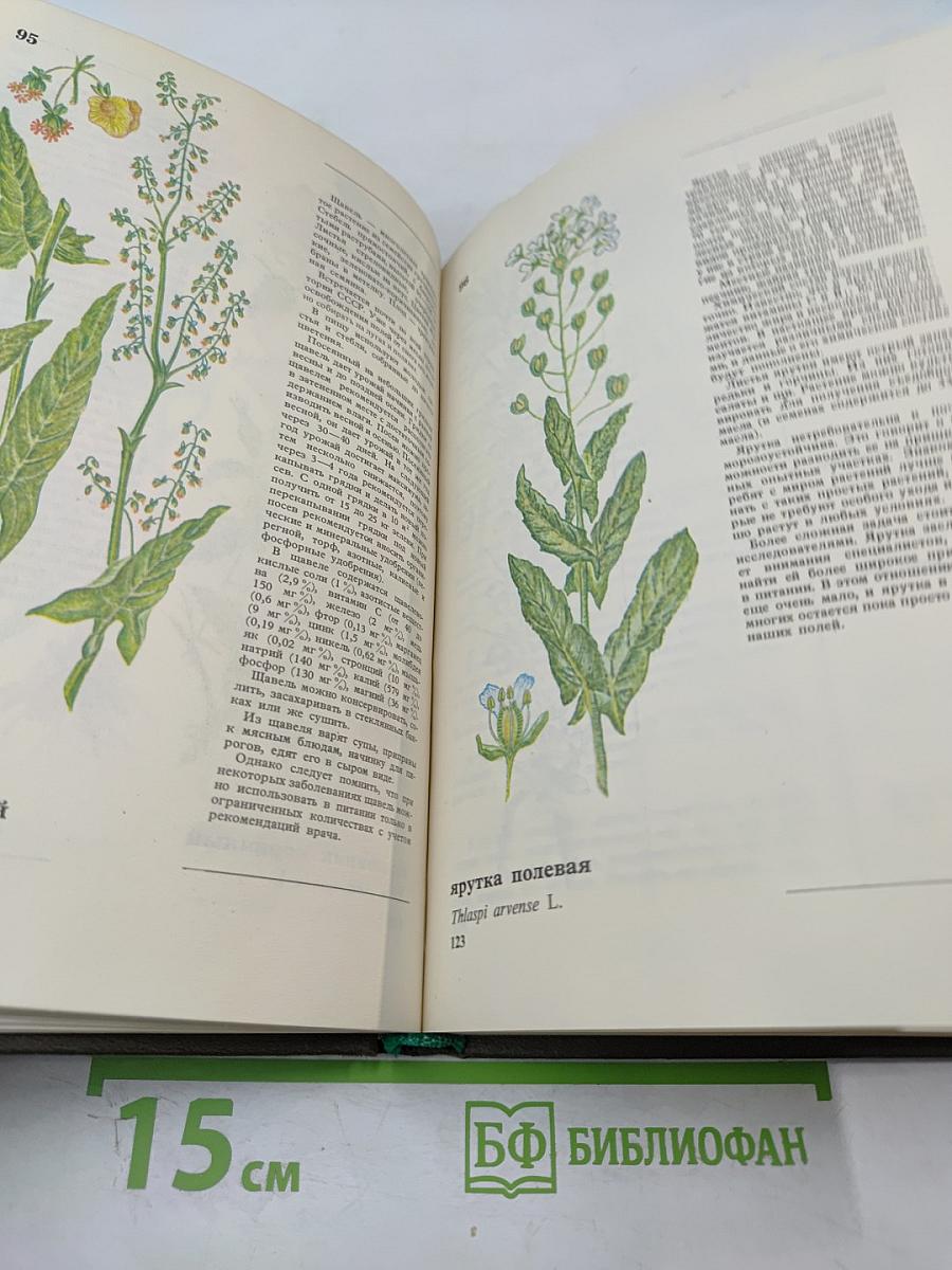 Дикорастущие съедобные растения в нашем питании