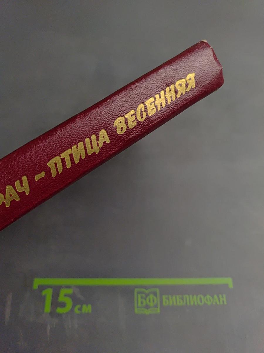 Грач - птица весенняя