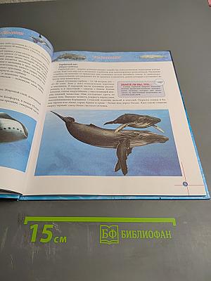 Энциклопедия. Киты и дельфины