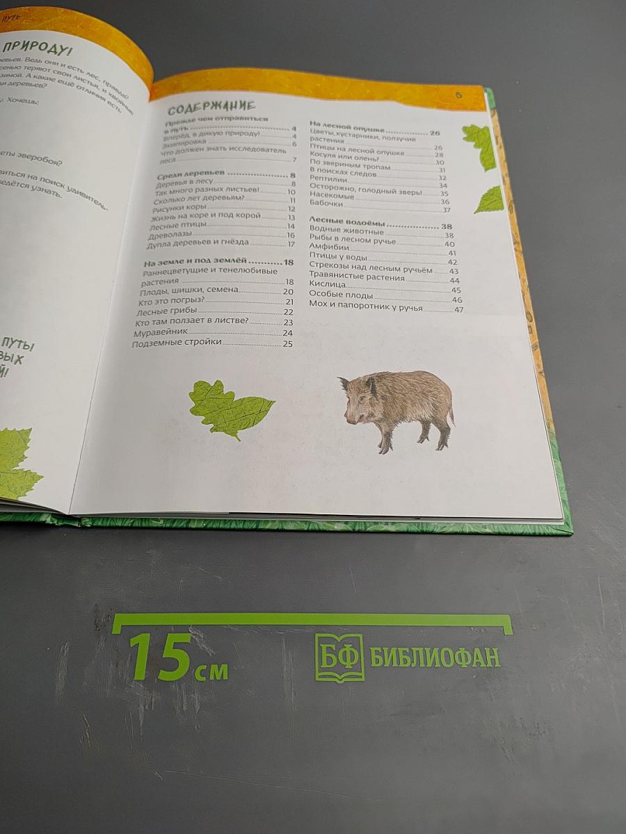 Дневник наблюдений. Гуляем в лесу и изучаем природу