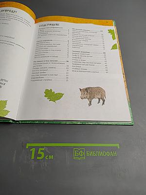 Дневник наблюдений. Гуляем в лесу и изучаем природу