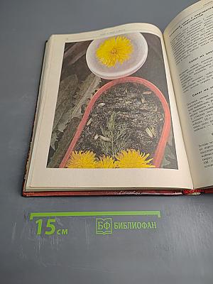 Овощи, фрукты, грибы: Лучшие рецепты мировой кухни