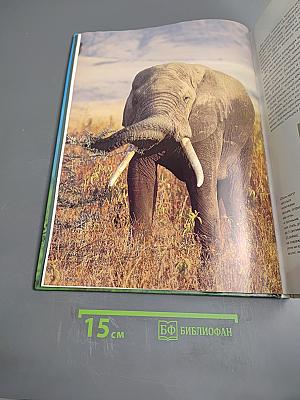 Слоны. Мир животных