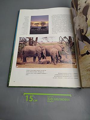 Слоны. Мир животных