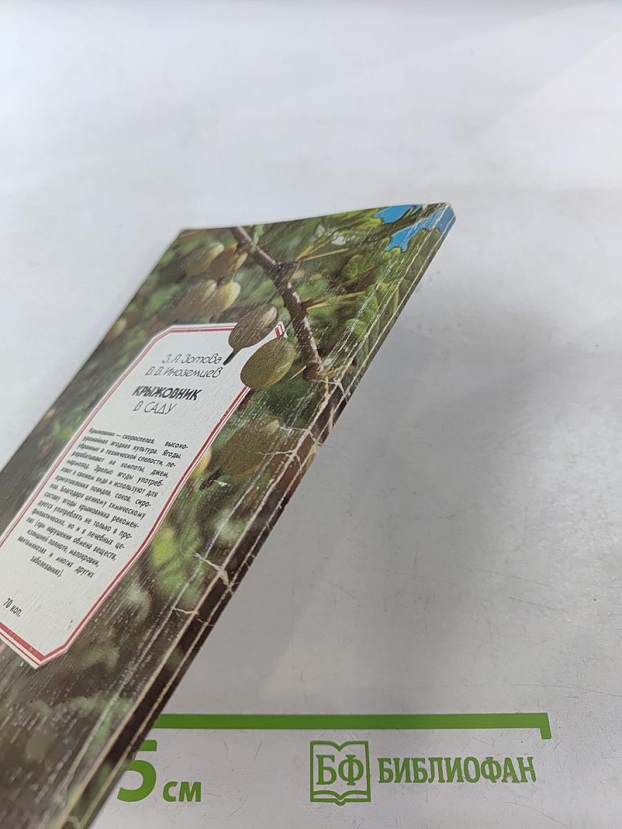 Крыжовник в саду