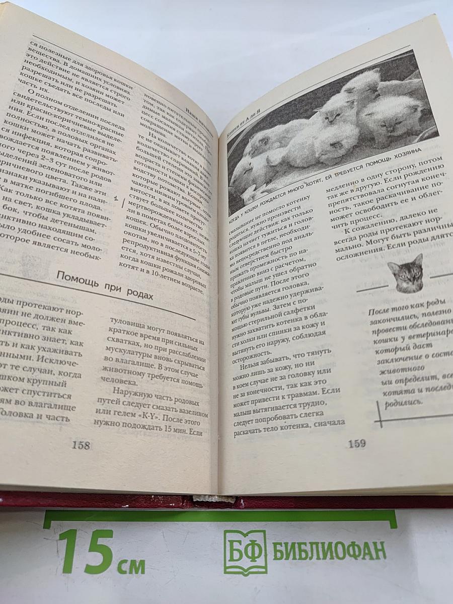 Кошки от А до Я