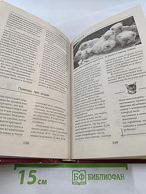 Кошки от А до Я