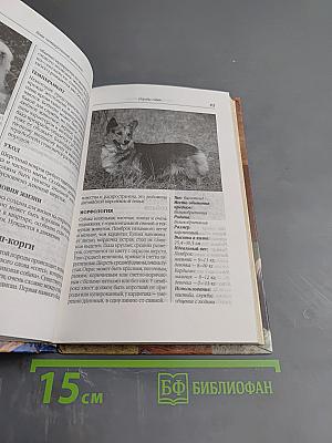 Ваш четвероногий питомец