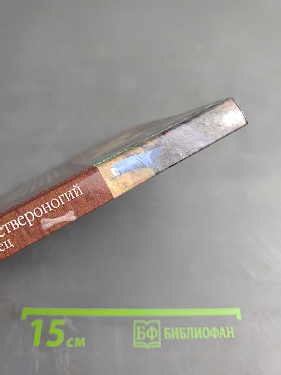 Ваш четвероногий питомец