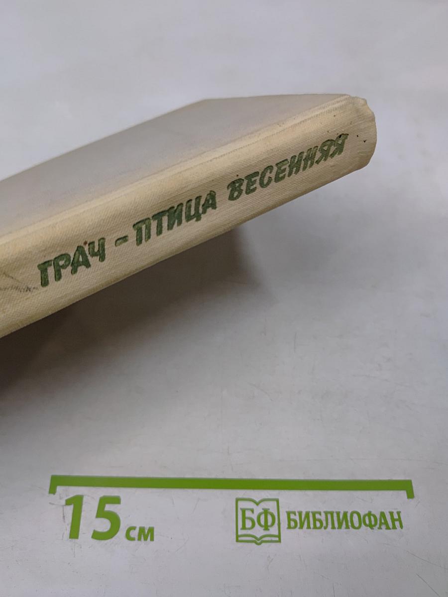 Грач - птица весенняя