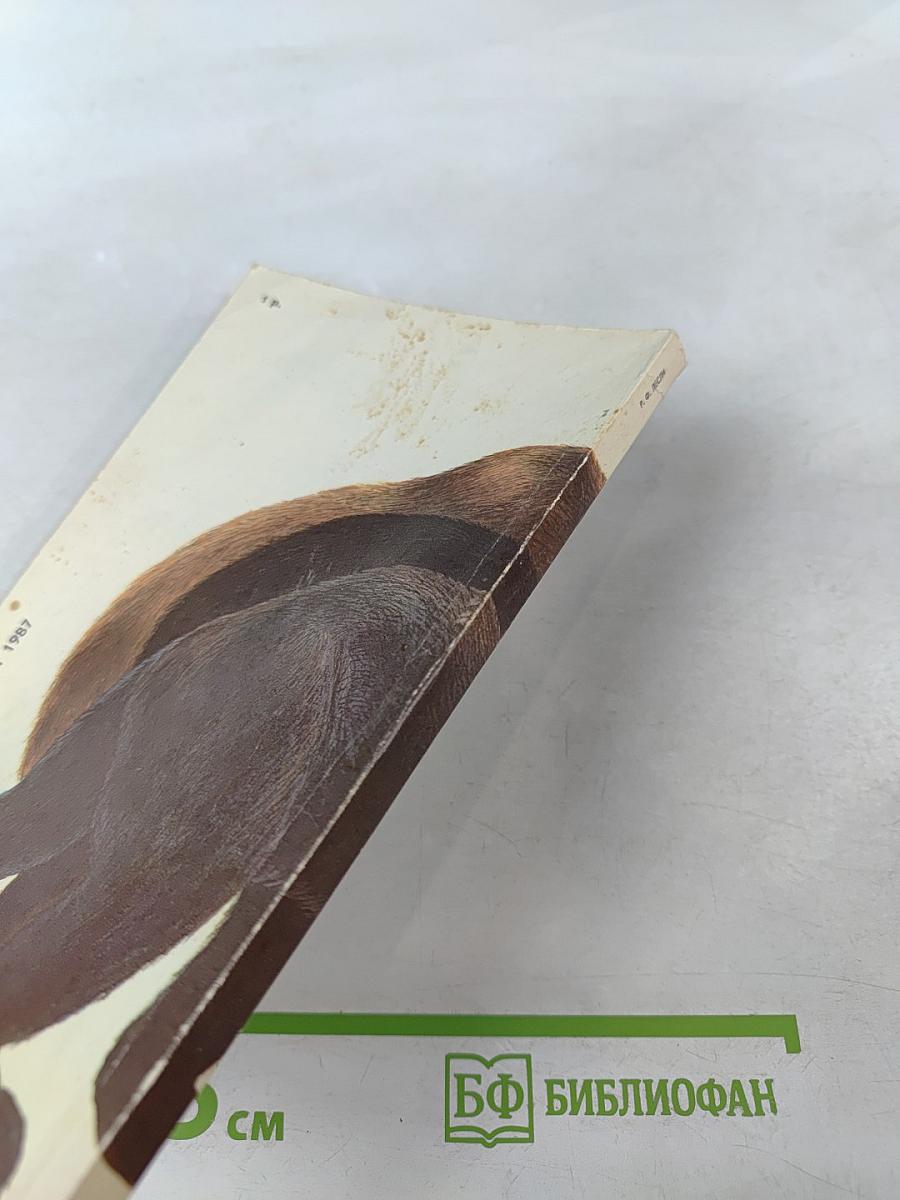 Медведи и Я