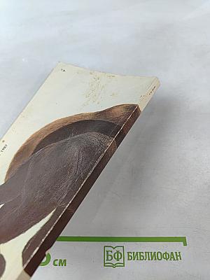 Медведи и Я