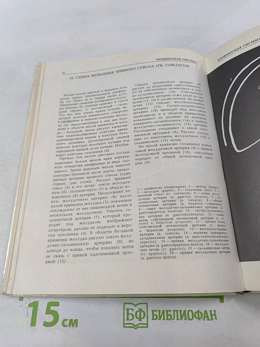 Анатомия сосудистой и периферической нервной систем человека. Атлас схем