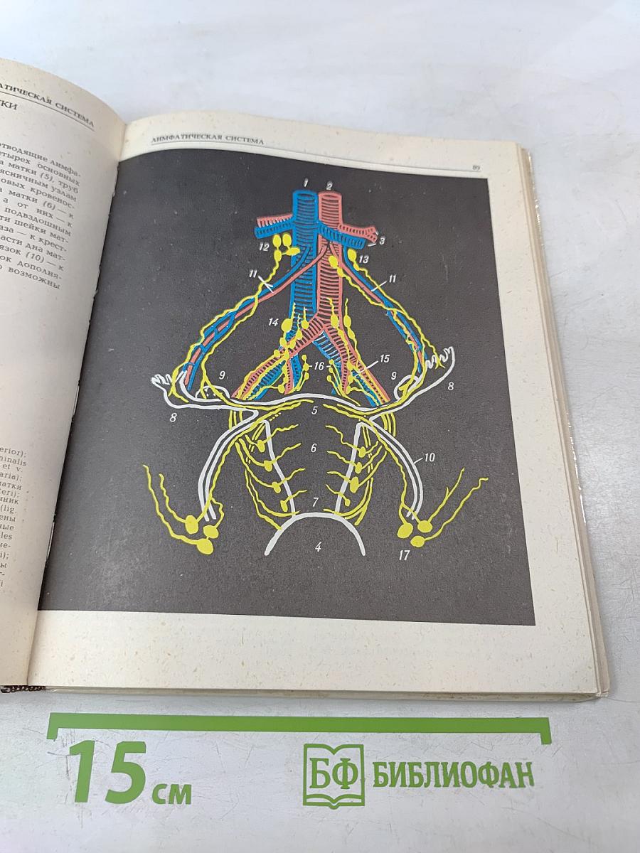 Анатомия сосудистой и периферической нервной систем человека. Атлас схем