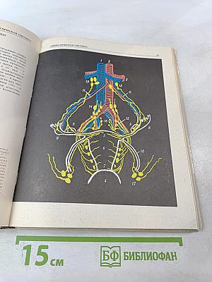 Анатомия сосудистой и периферической нервной систем человека. Атлас схем
