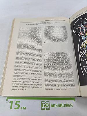 Анатомия сосудистой и периферической нервной систем человека. Атлас схем