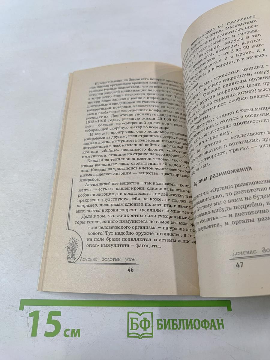 Лечение золотым усом