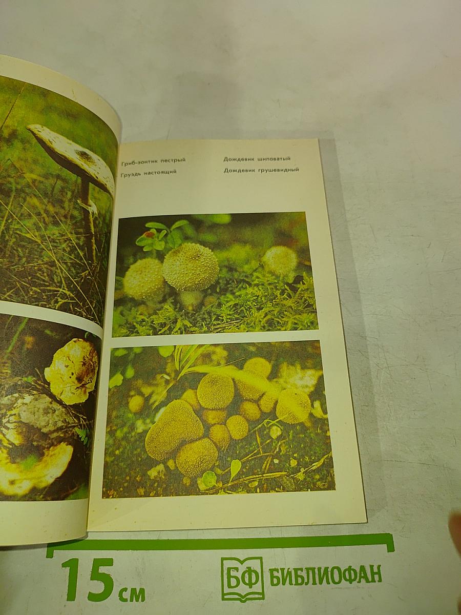 Тебе, грибник