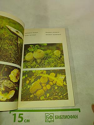 Тебе, грибник