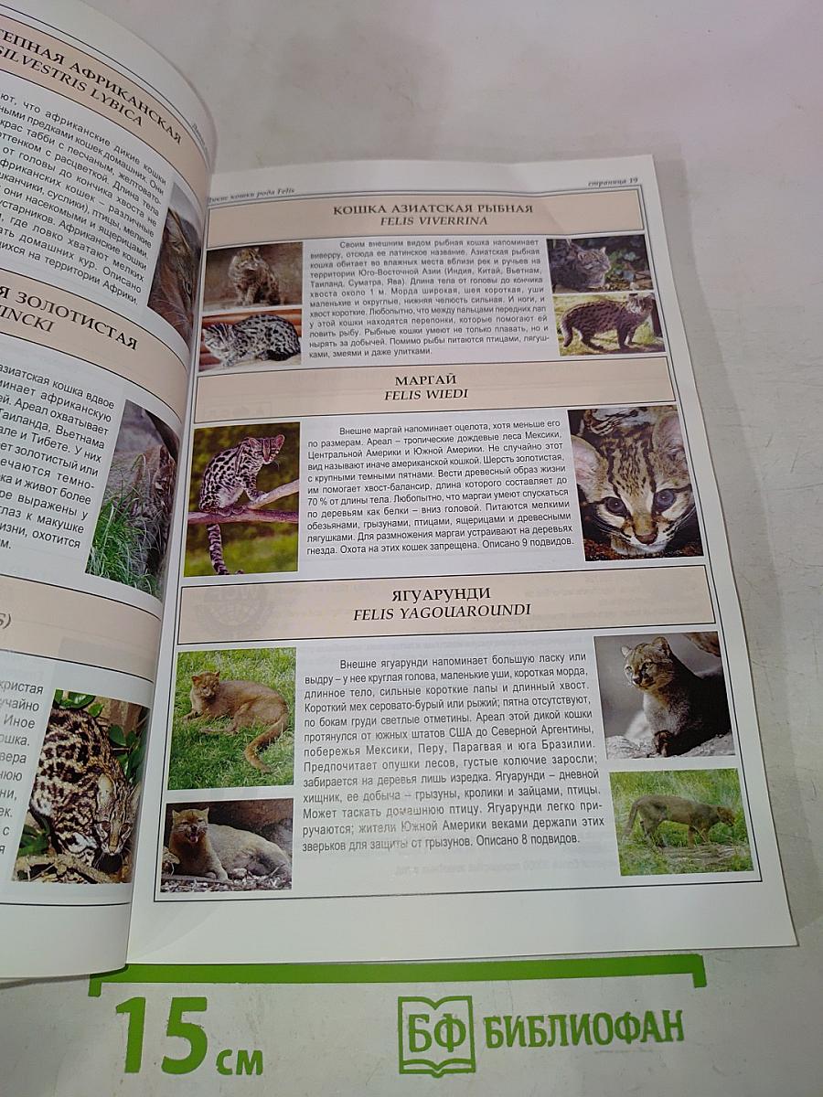 Всё о породах кошек