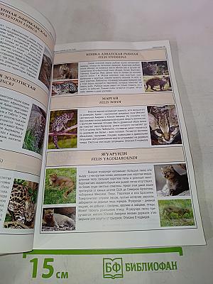 Всё о породах кошек