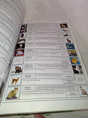 Всё о породах кошек