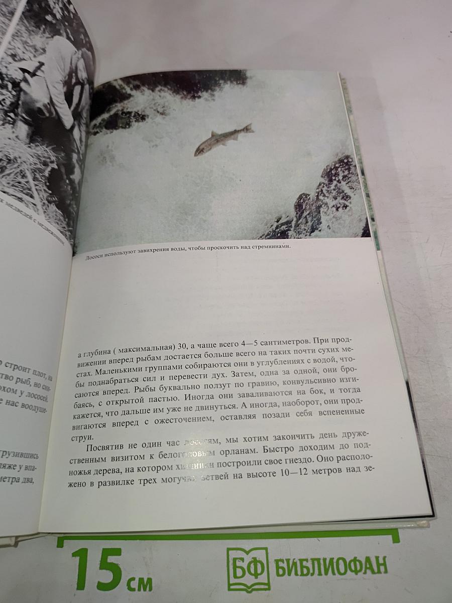 Лососи, бобры, каланы