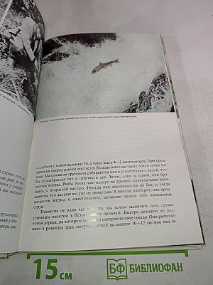 Лососи, бобры, каланы