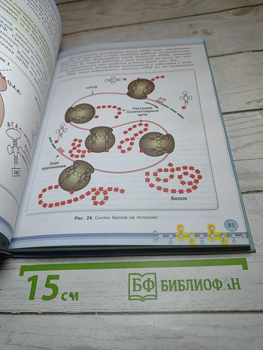Биология 10 класс (Базовый уровень)