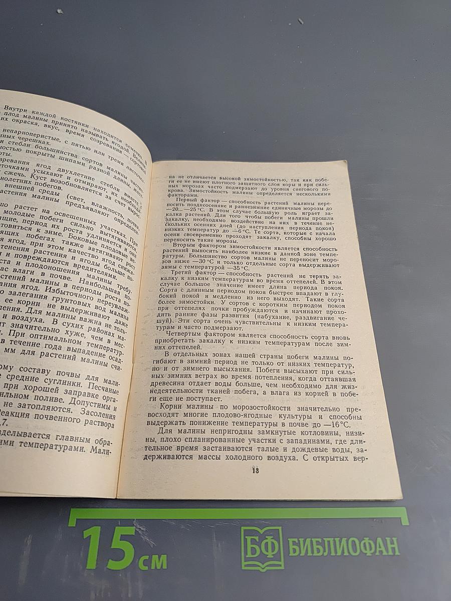 Малина в саду