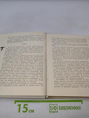 В стране птиц