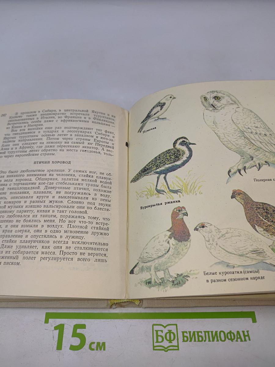 В стране птиц