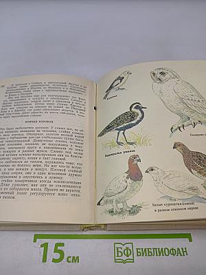 В стране птиц