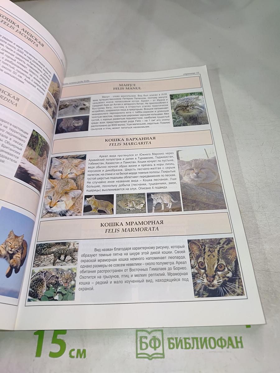 Все о породах кошек