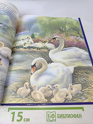 Соседи по планете