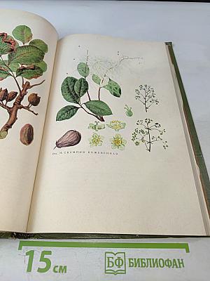 Дикорастущие лекарственные растения СССР