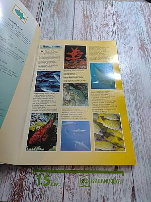 Красное море