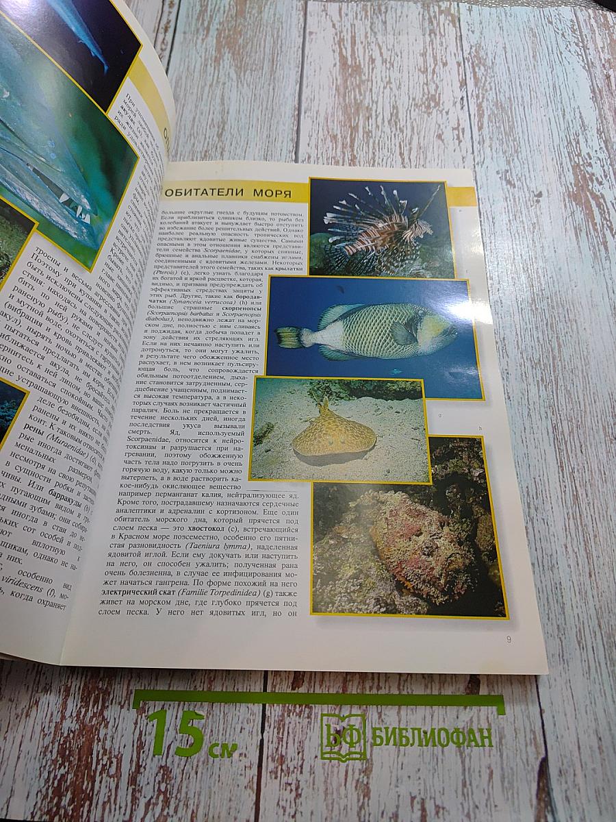 Красное море