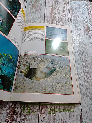 Красное море