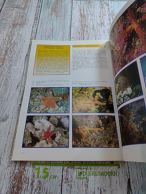 Красное море