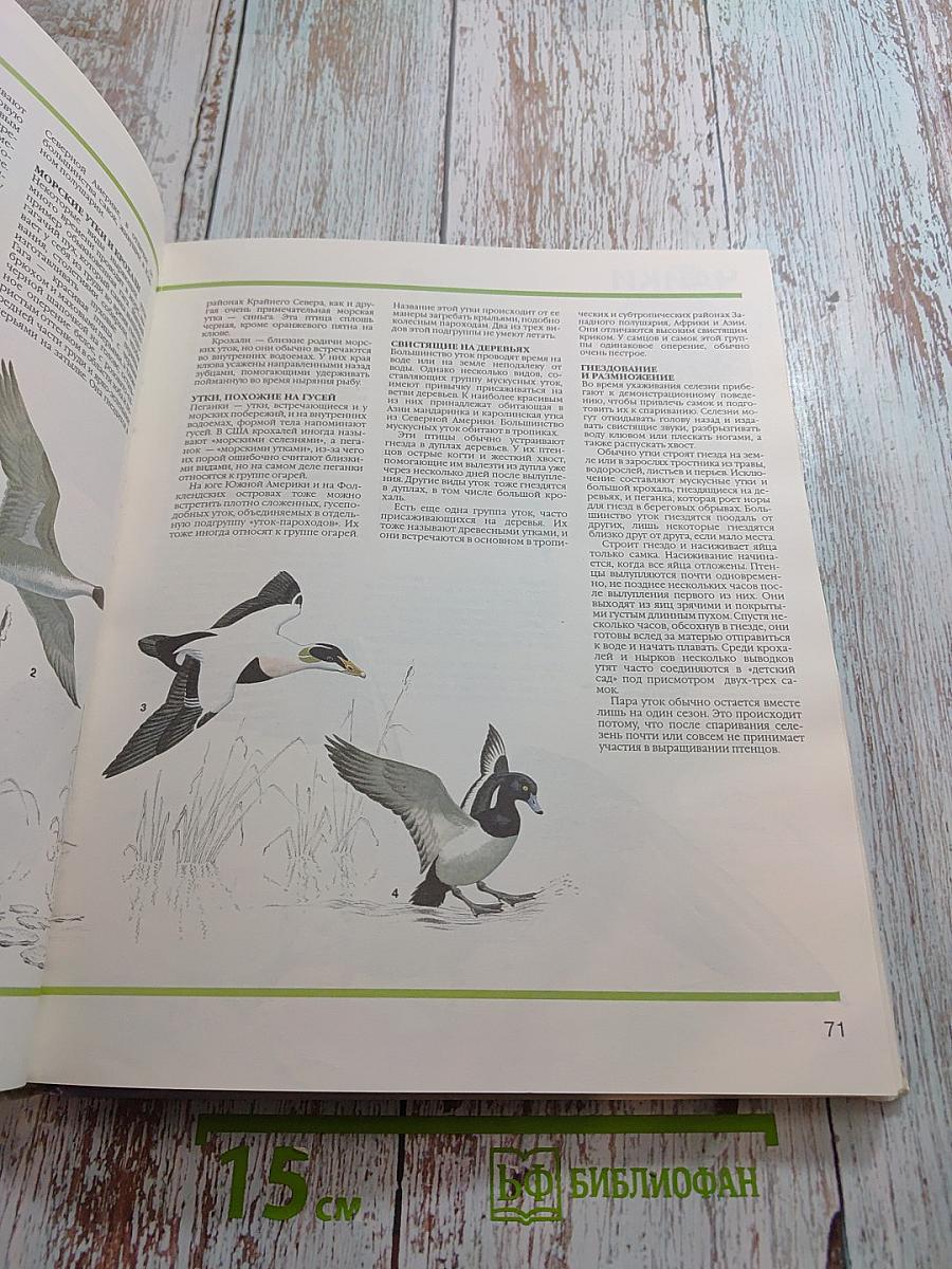 Детская энциклопедия Царство животных