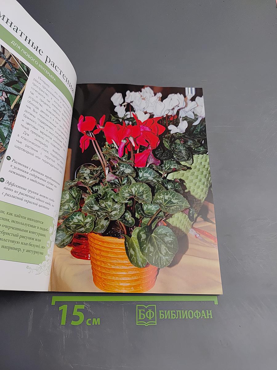 Самые красивые цветы для дома