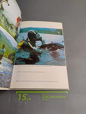 Лососи, бобры, каланы