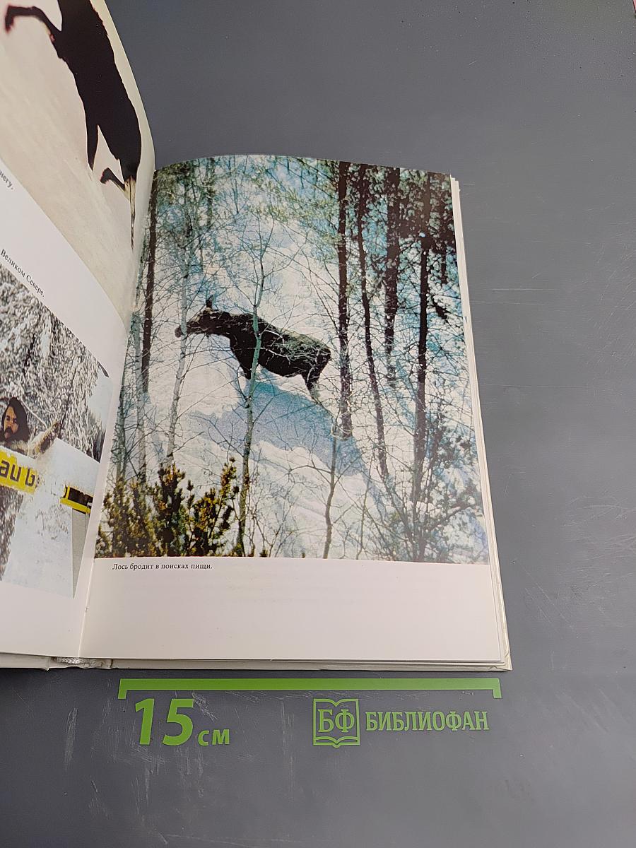 Лососи, бобры, каланы