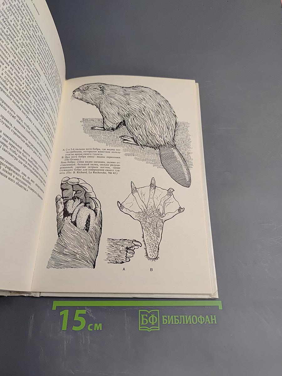 Лососи, бобры, каланы