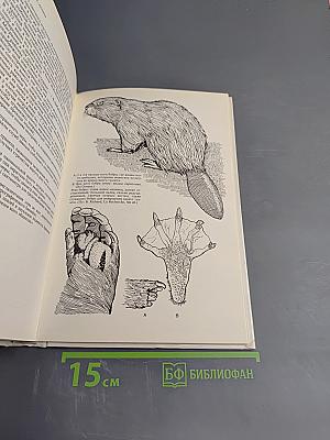 Лососи, бобры, каланы