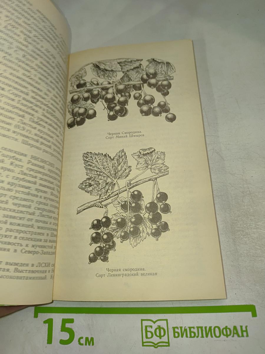 Ягодный сад