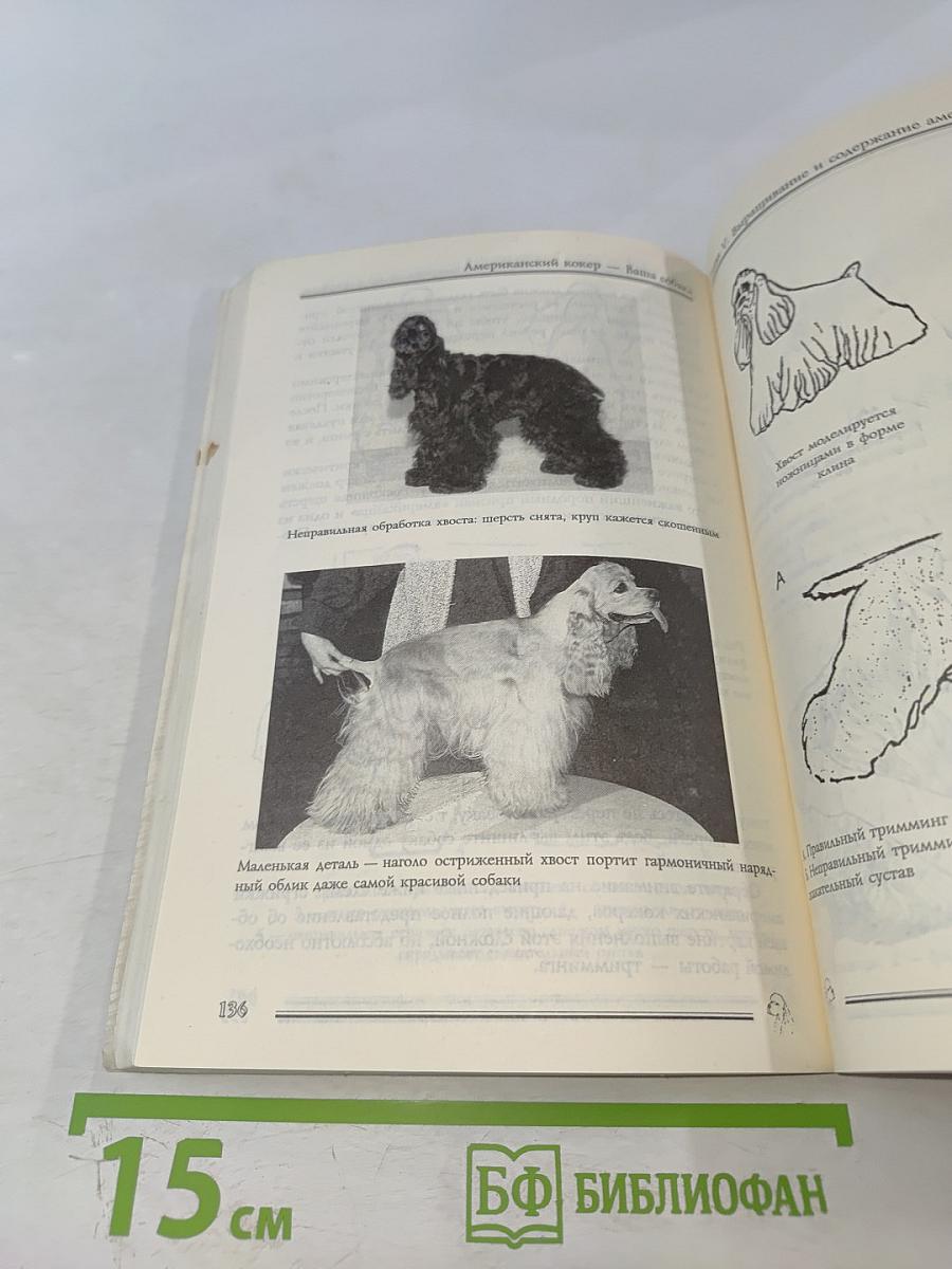 Американский кокер – ваша собака